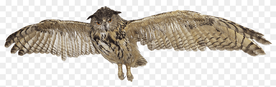 Eagle Owl Animal, Bird Free Png Download