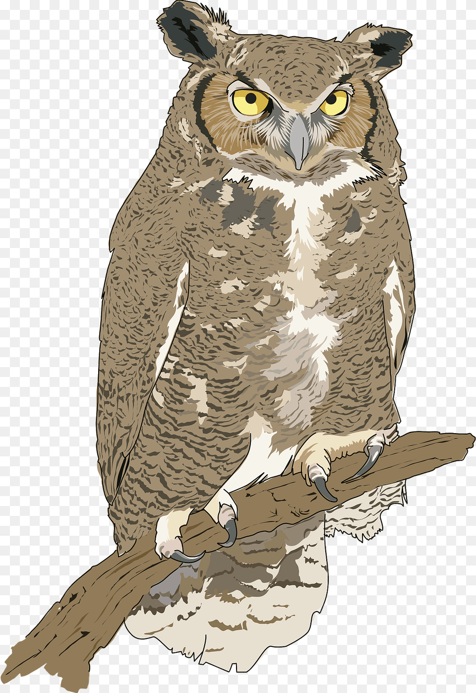 Eagle Owl On Branch Clipart, Animal, Bird, Person Png