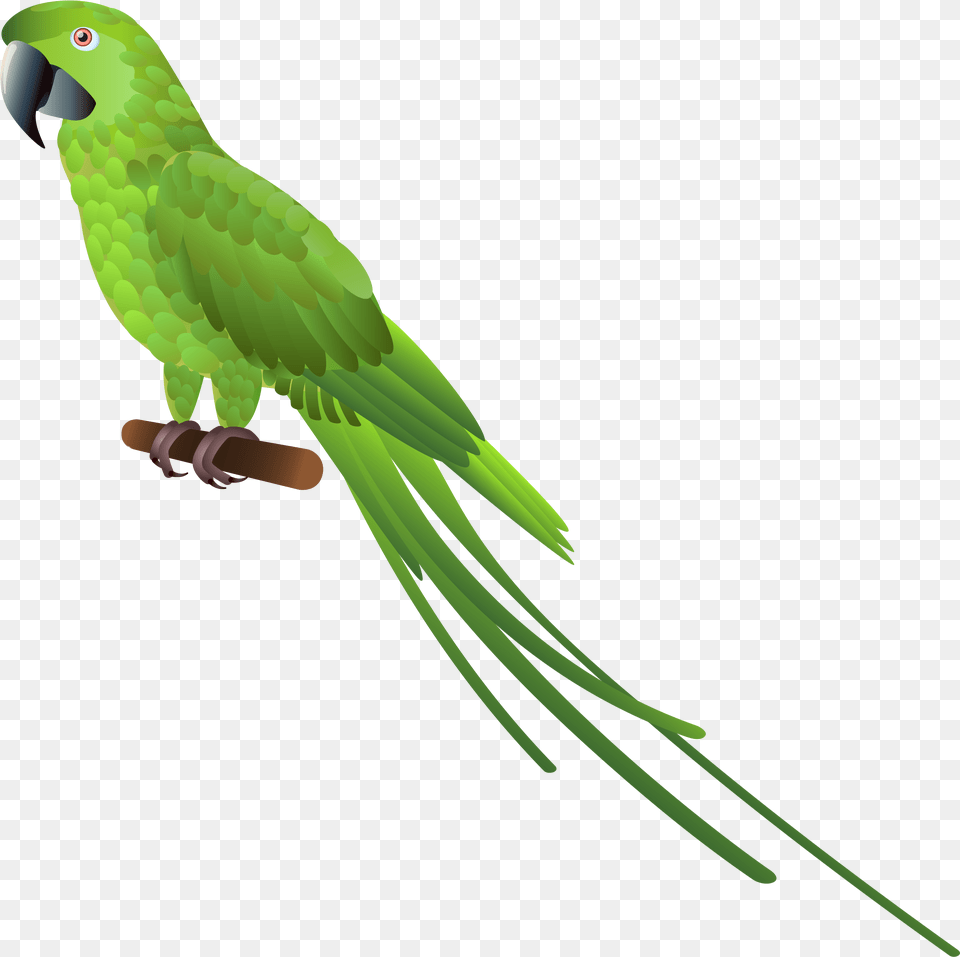 Eagle Parrot And Pigeon, Animal, Bird, Parakeet Png Image