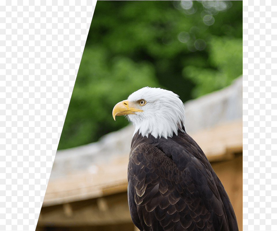 Eagle Perched On A Fence, Animal, Beak, Bird, Bald Eagle Png Image