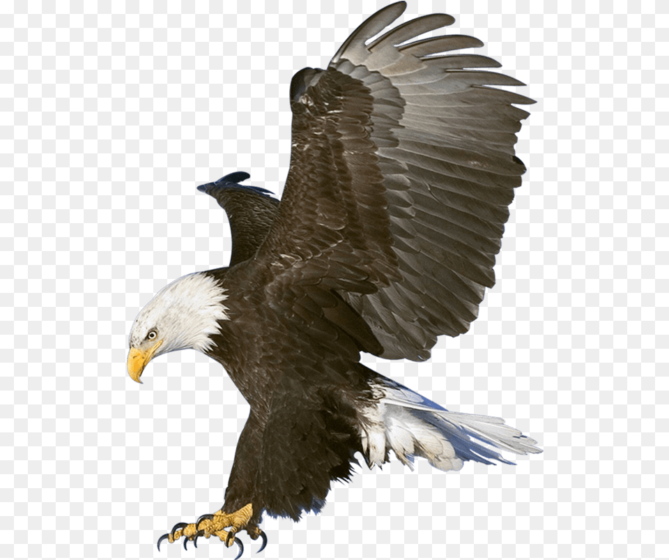 Eagle Photo Editing Background, Animal, Bird, Bald Eagle Png