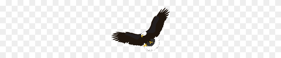 Eagle Photo Images And Clipart Freepngimg, Animal, Bird, Bald Eagle Png