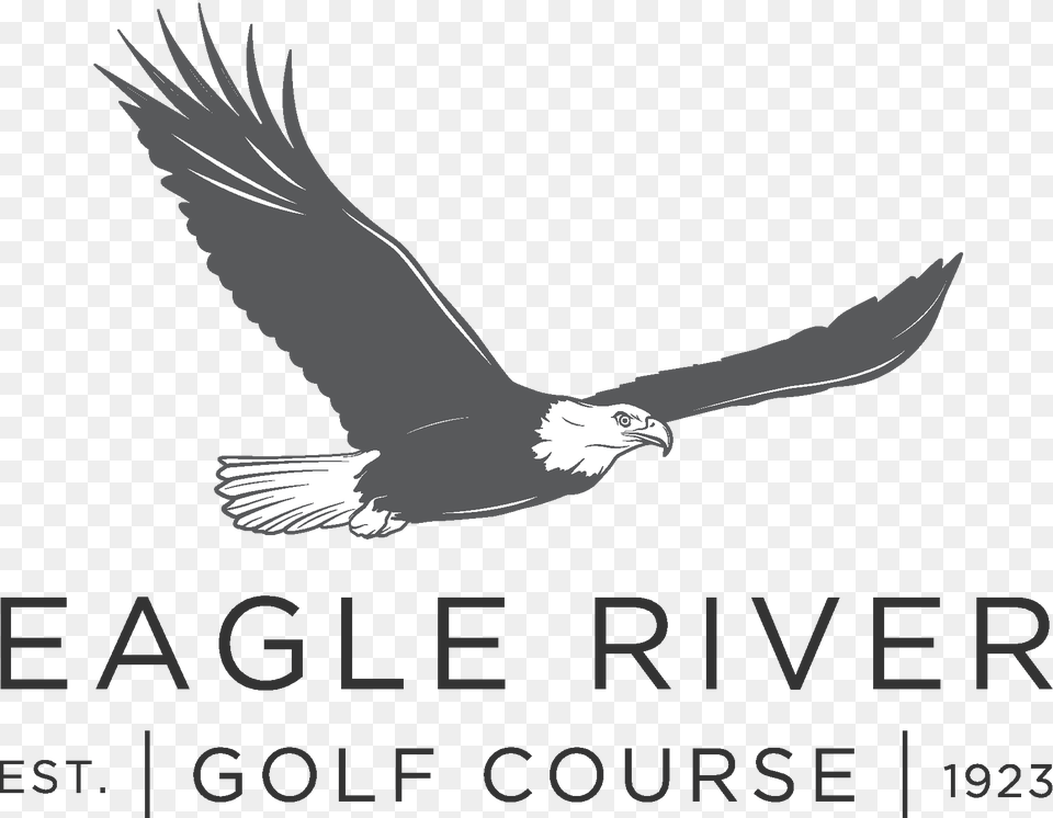 Eagle River, Animal, Bird, Flying, Bald Eagle Free Png Download