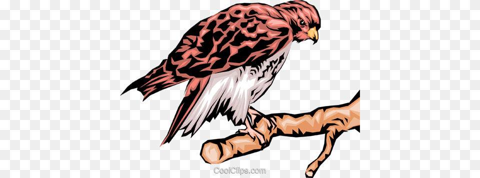 Eagle Royalty Free Vector Clip Art Illustration, Animal, Bird, Buzzard, Hawk Png Image