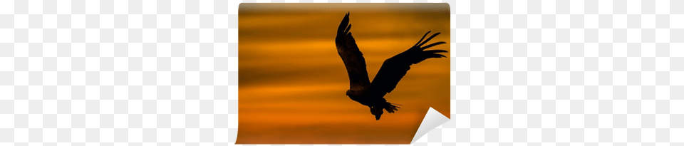Eagle Silhouette Mounted Framed Print 203mm X, Animal, Bird, Flying, Vulture Png