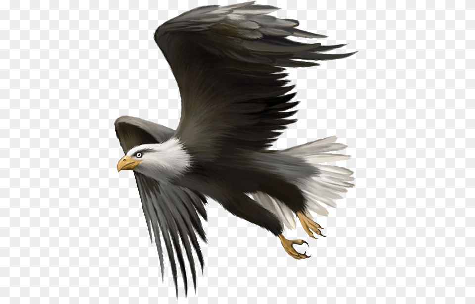 Eagle Sitting, Animal, Bird, Flying, Bald Eagle Free Png Download