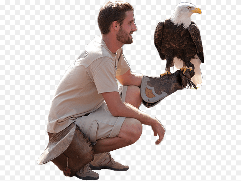 Eagle Sitting, Animal, Beak, Bird, Adult Free Png