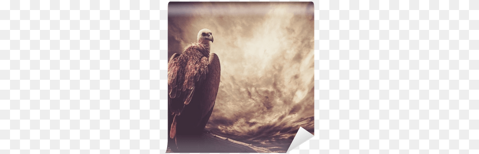 Eagle Sitting On A Log Against Stormy Sky Wall Mural Poster Photo39s Roaring Lioness Against Stormy Sky, Animal, Bird, Vulture, Beak Png