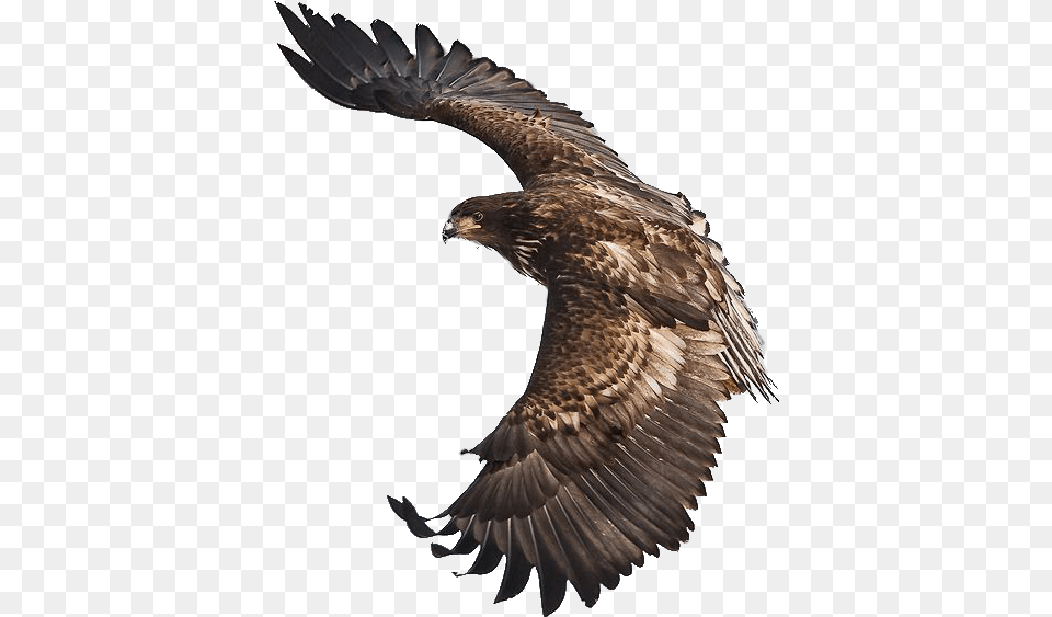 Eagle Soaring Image, Animal, Bird, Vulture, Kite Bird Free Png