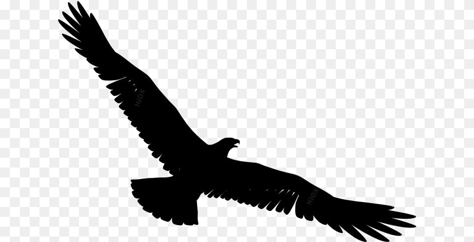Eagle Spreading Its Wings Background Hd Bird Flying Gif Transparent, Animal, Vulture, Kite Bird Free Png Download
