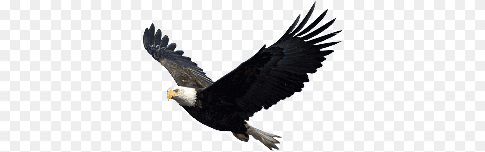 Eagle Transparent 2 Image Of Eagle, Animal, Bird, Bald Eagle, Flying Free Png