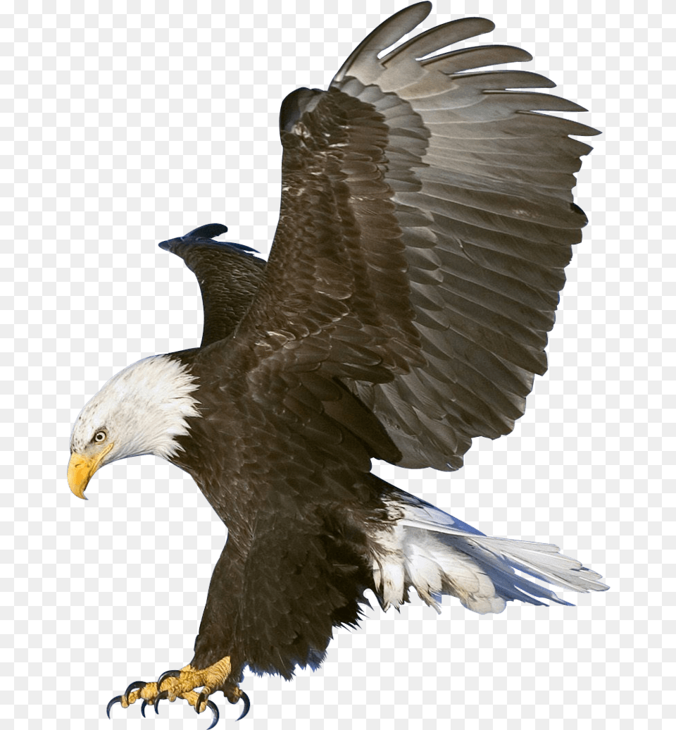 Eagle Transparent Background Image Taukeer Editz Background, Animal, Bird, Bald Eagle Free Png