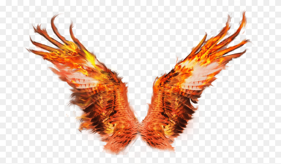 Eagle Transparent Fire Phoenix Wings Transparent Background, Animal, Bird Png Image