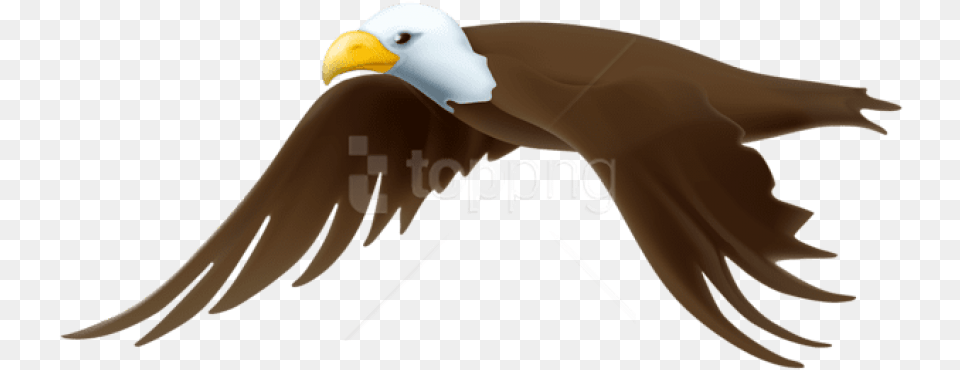 Eagle Images Background Clipart Bald Eagle Background, Animal, Beak, Bird, Fish Free Transparent Png