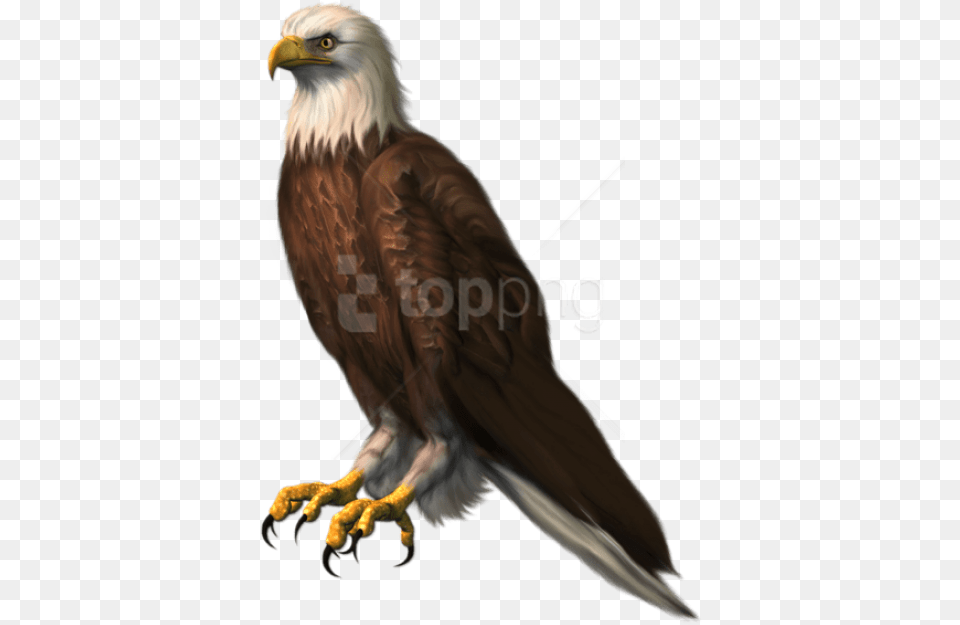 Eagle Transparentpicture Images Eagle For Picsart, Animal, Beak, Bird Free Transparent Png