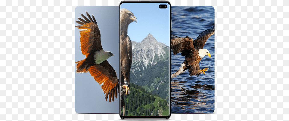 Eagle Wallpaper Hawk, Animal, Beak, Bird, Bald Eagle Free Png