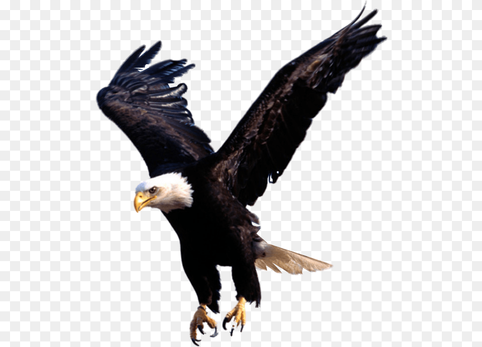 Eagle Wallpapers In Hd Nigeria National Under 20 Football Team, Animal, Bird, Bald Eagle, Boy Png