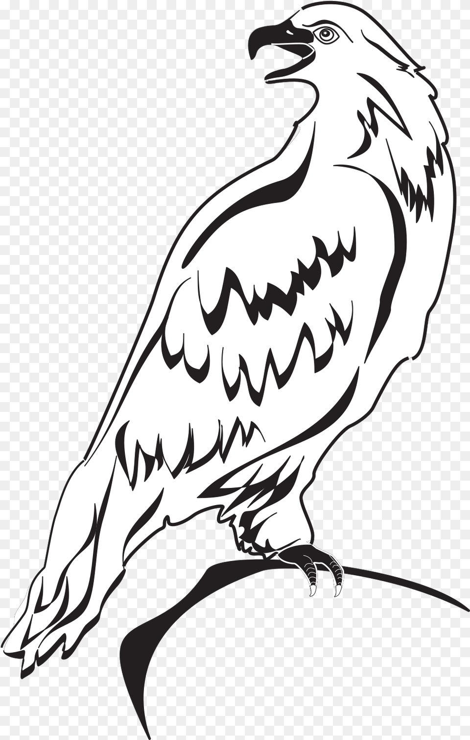 Eagle Whit And Black Clipart, Animal, Bird, Vulture, Adult Free Transparent Png
