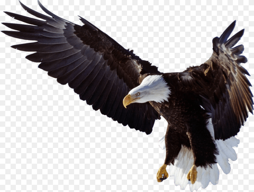 Eagle Wings Logo 5d Diy Diamond Painting Animal Kits Diamond Rhinestones, Bird, Flying, Bald Eagle, Beak Free Transparent Png