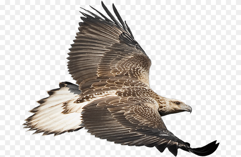 Eaglecam Logo White Bellied Sea Eagle, Animal, Bird, Vulture, Hawk Png