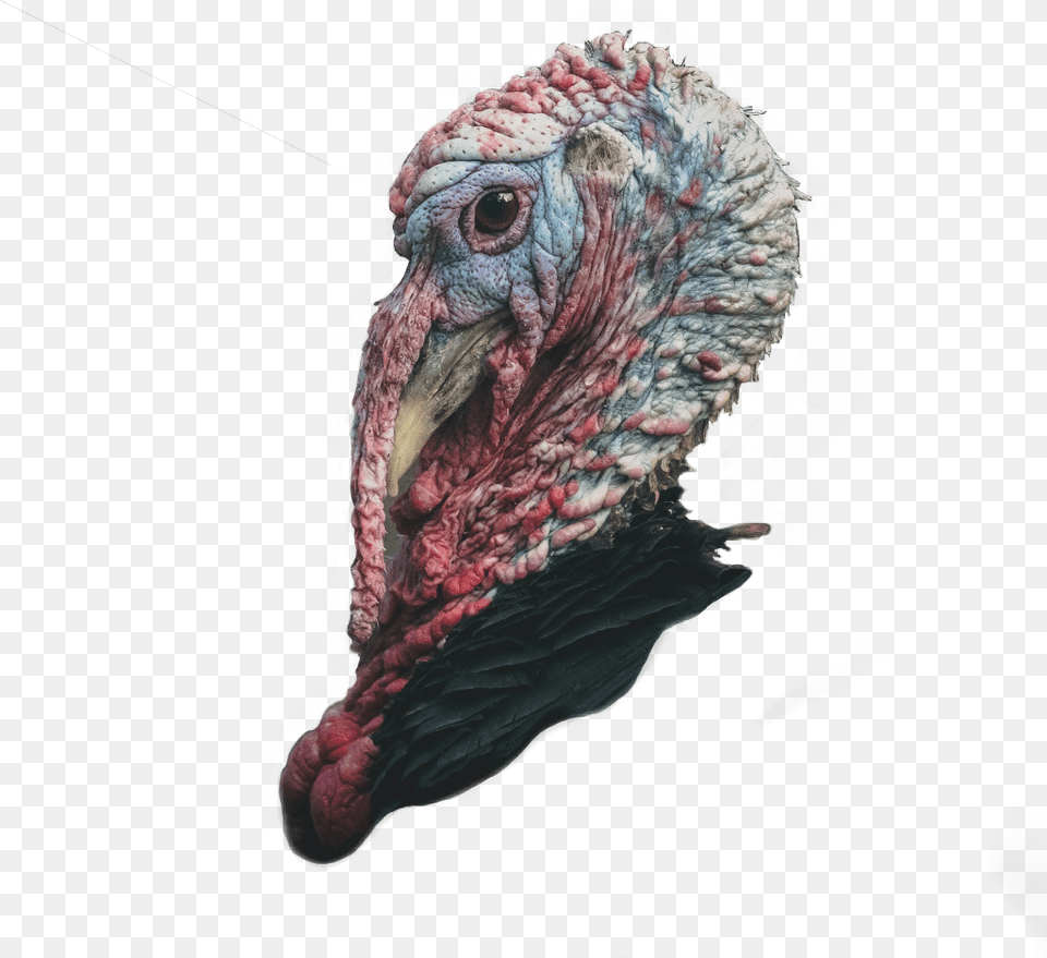 Eagles And Turkeys, Animal, Bird, Fowl, Poultry Png Image