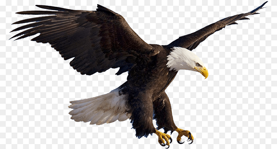 Eagles Clipart Prey Aguila, Animal, Bird, Eagle, Beak Free Png