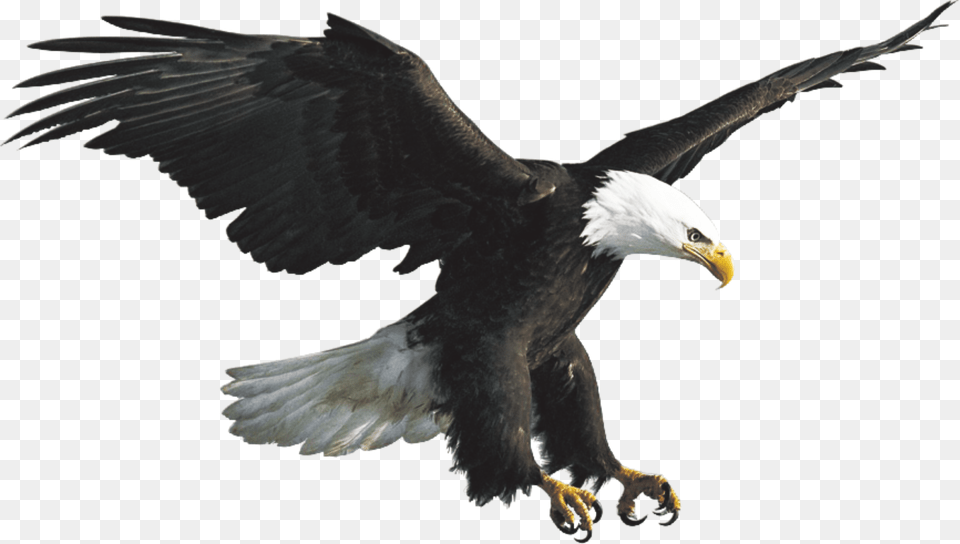 Eagles Flying, Animal, Bird, Eagle, Beak Free Png Download