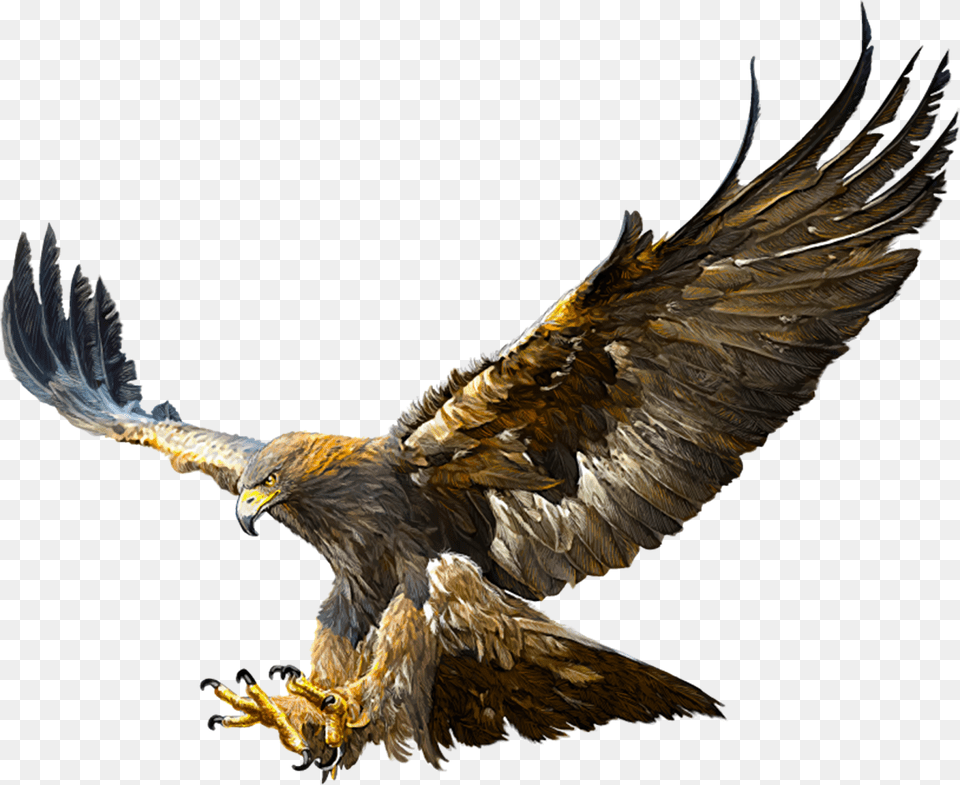 Eagles Flying Real Golden Eagle, Animal, Bird, Vulture, Kite Bird Free Png
