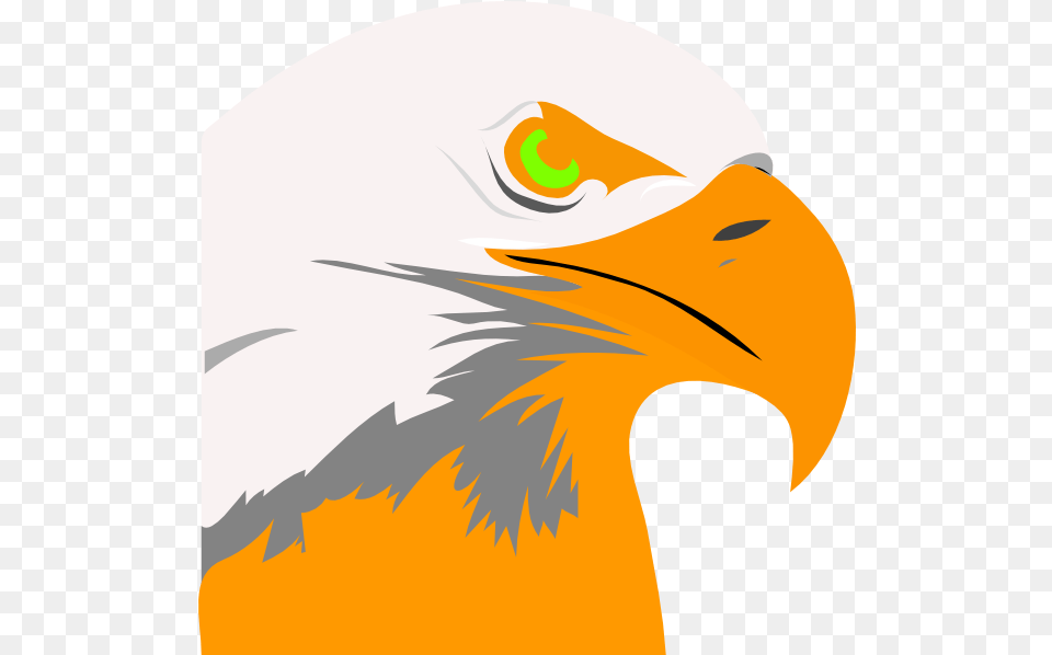 Eagles Orange Eagle, Animal, Beak, Bird, Bald Eagle Free Png Download