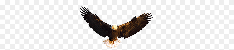 Eagles Wings, Animal, Bird, Eagle, Flying Free Png Download