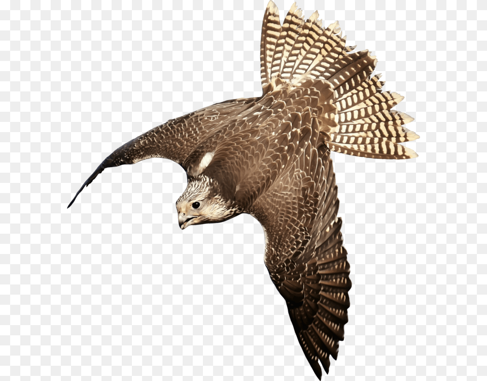 Eaglewildlifebuzzard Bird Of Prey Animal, Buzzard, Hawk, Accipiter Free Transparent Png