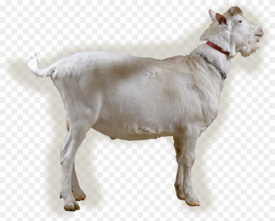 Ealtse, Livestock, Animal, Goat, Mammal Free Png Download