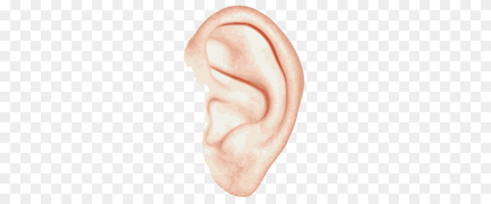 Ear, Body Part, Plate Png