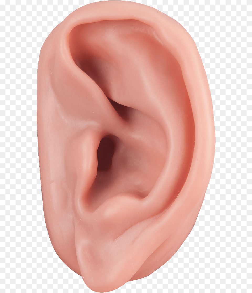 Ear, Body Part, Person, Face, Head Png Image