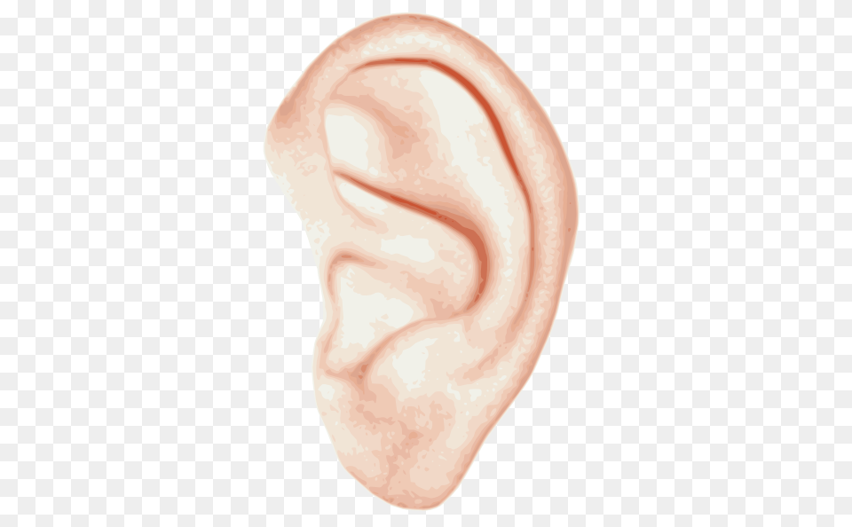 Ear, Body Part, Face, Head, Person Free Png Download