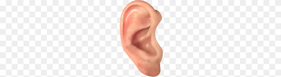 Ear, Body Part, Person Png