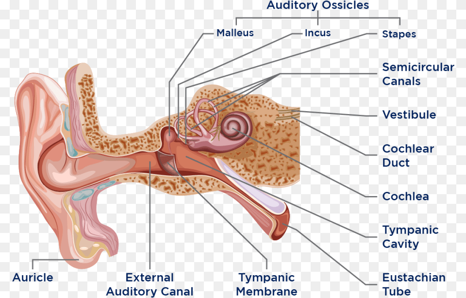 Ear Anatomy, Body Part Png Image