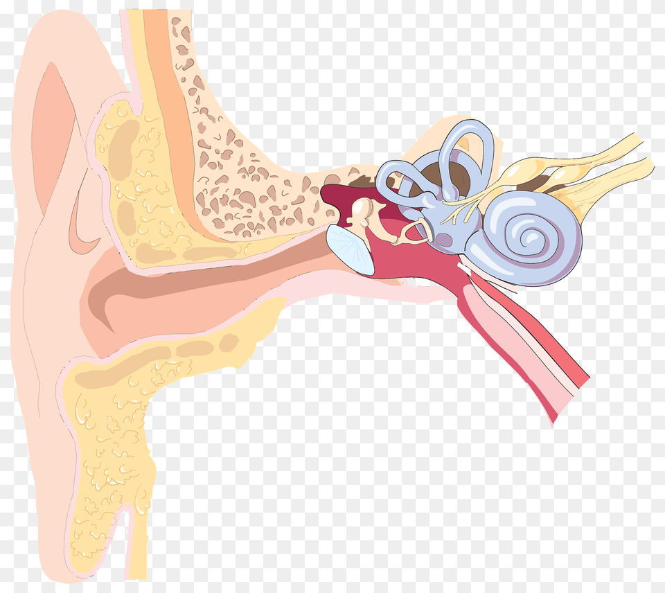 Ear Anatomy Clipart, Person Png