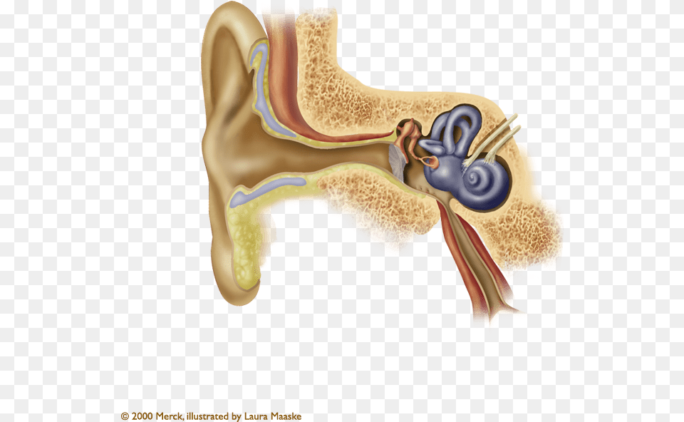 Ear Anatomy Ear Wax, Body Part, Adult, Female, Person Png