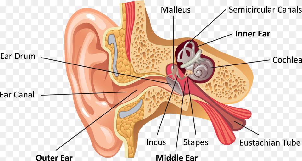Ear Anatomy Labeled Ear Internal, Body Part, Bow, Weapon Free Transparent Png