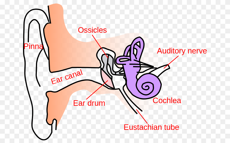 Ear Anatomy Text Small En, Massage, Person, Body Part, Finger Png