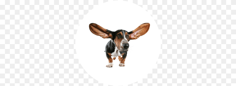 Ear Cleaning Big Dog Ears, Animal, Canine, Hound, Mammal Png