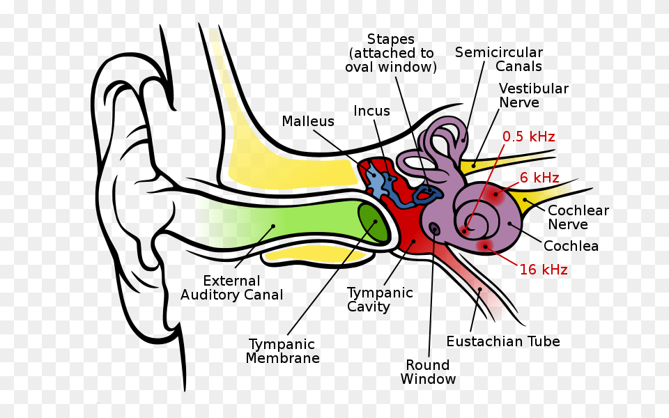 Ear Clip Art For Kids, Graphics, Bow, Weapon Png