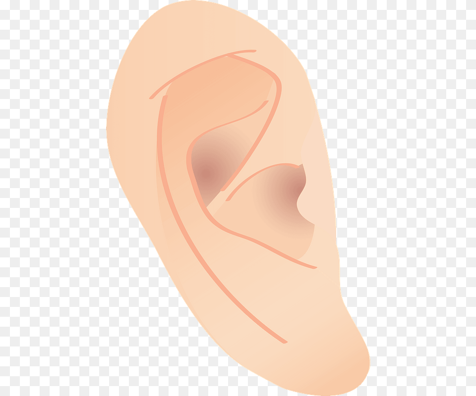 Ear Human Body Clipart Illustration, Body Part Free Transparent Png