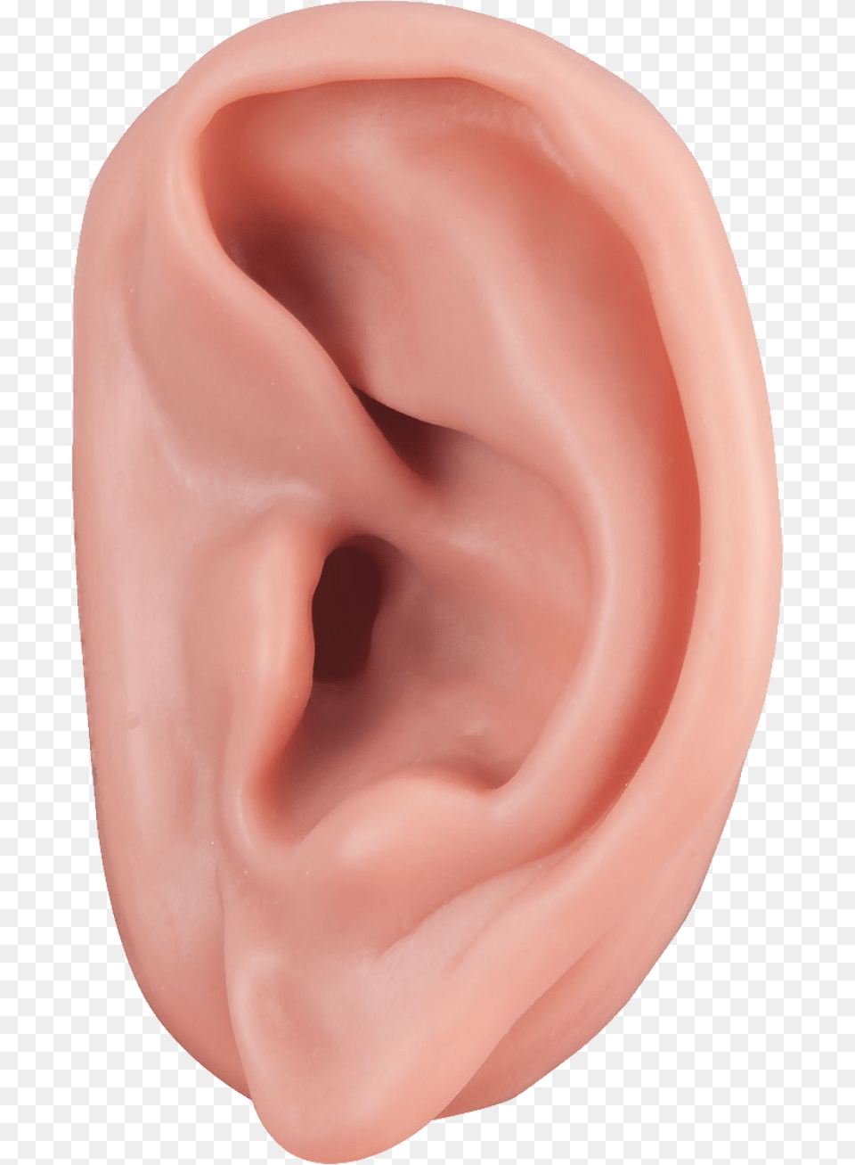 Ear Image Ear, Body Part, Person, Face, Head Png