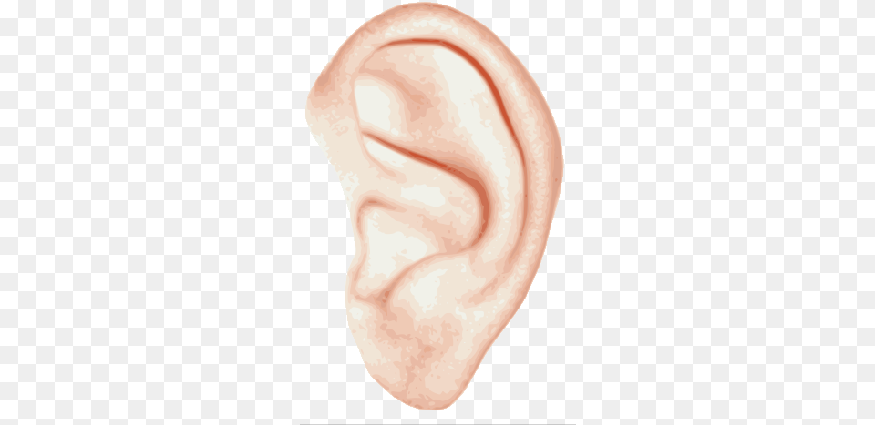 Ear Left Ears, Body Part, Face, Head, Person Png Image