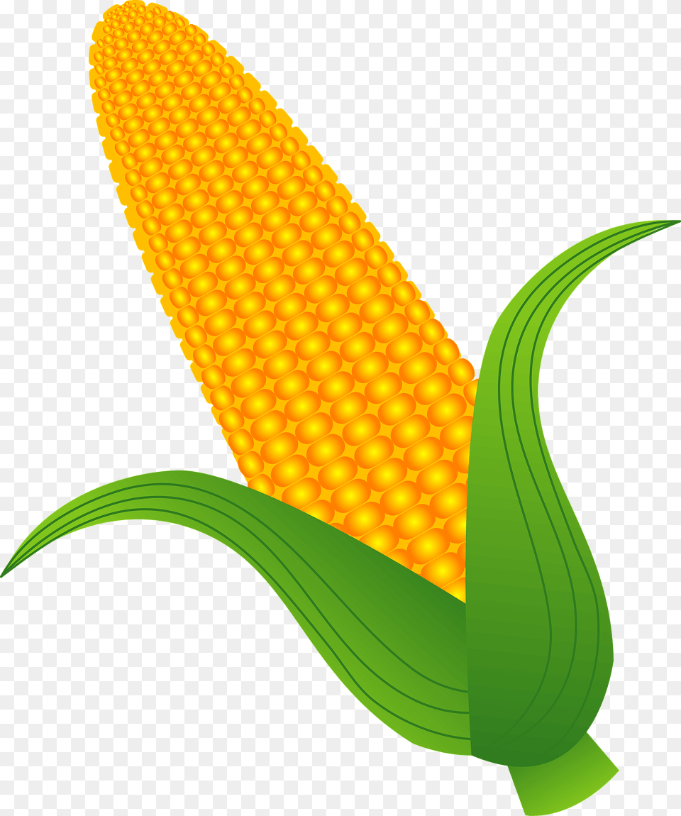 Ear Of Corn Clipart, Food, Grain, Plant, Produce Free Png Download