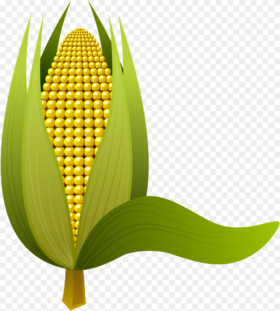 Ear Of Corn Clipart 8 Gambar Jagung, Food, Grain, Plant, Produce Png