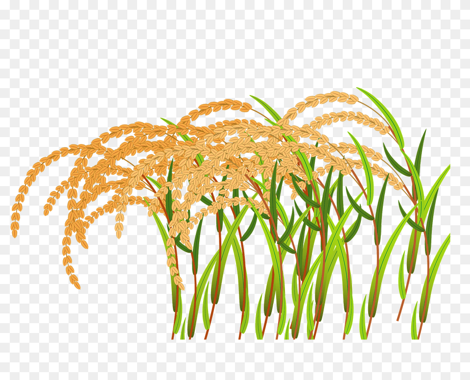 Ear Of Rice Clipart, Grass, Plant, Vegetation, Reed Png