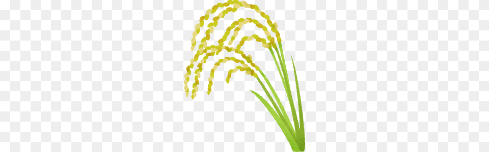 Ear Of Rice Clipart Illustrations, Flower, Grass, Plant, Flower Arrangement Free Png